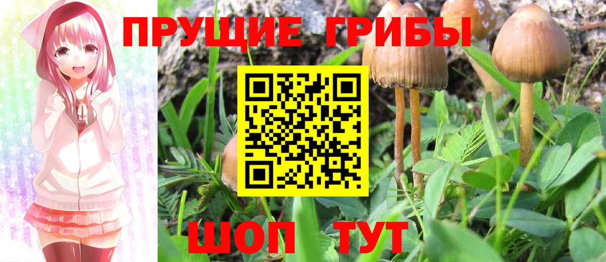 Галлюциногенные грибы Psilocybine cubensis Югорск